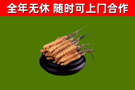 杏花岭回收散虫草