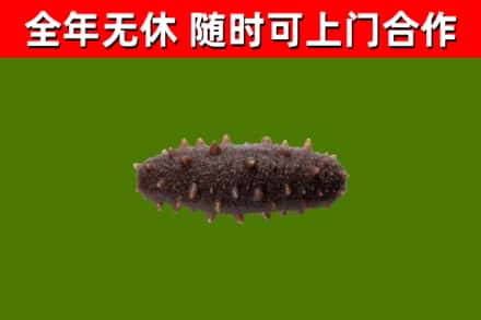 杏花岭回收海参干